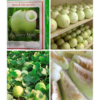 Hạt Giống Dưa Lê Bạch Ngọc Siêu Ngọt