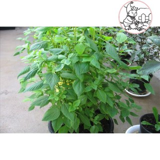 Hạt giống rau kinh giới - GÓI 1 GRAM