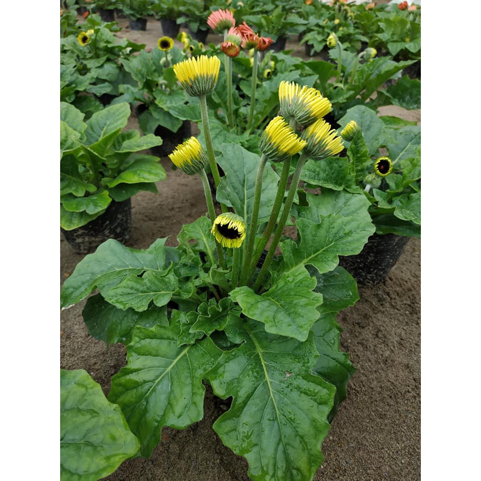 Cây giống hoa đồng tiền lùn 5 cây