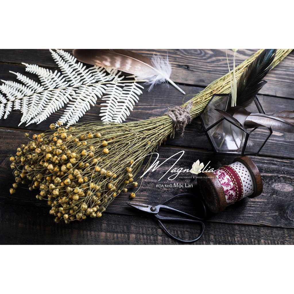 Hoa khô decor ❤️FREESHIP❤️ Cỏ Flax màu tự nhiên trang trí không gian sống Bắc Âu