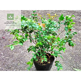 Cây giống nho thân gỗ tứ quý