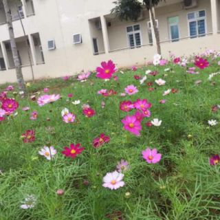 Hạt sao nhái   mix màu