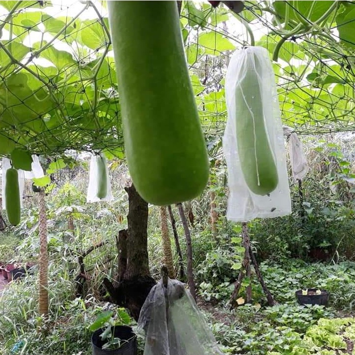 Túi Bao Mướp, Bầu, Bí , Túi Bao Trái Cây