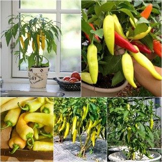 1g Hạt giống Ớt Sừng Vàng