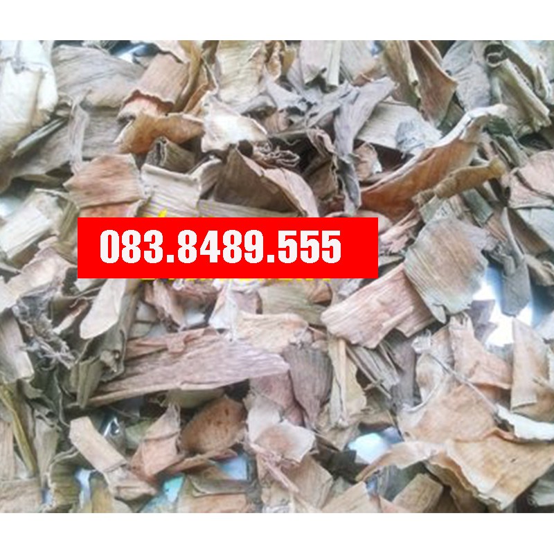 Cây Náng Hoa Trắng  - DV154