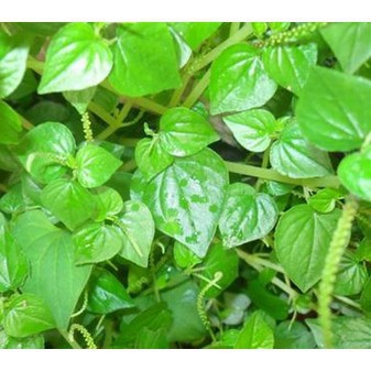 0.5Gr Hạt Giống Rau Cang Cua (A2.402| C11*V32) luckyseed hạt siêu rẻ