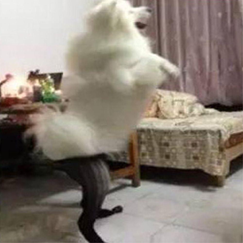 Quần Tất Lưới Cotton Mềm Mại Màu Trơn Cho Thú Cưng