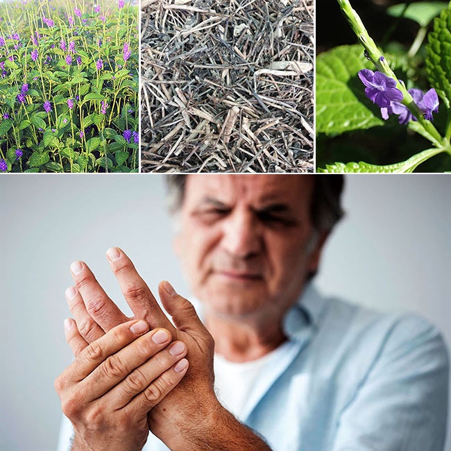 Cây chuột đuôi khô ( mạch lạc ) lợi tiểu tốt cho sức khỏe SATOSO 1kg SA68