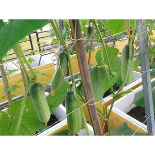 Hạt Giống Dưa Leo Bao Tử ( gói 10 hạt)