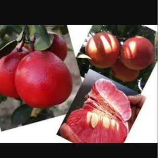 CÂY GIỐNG BƯỞI LUẬN VĂN
