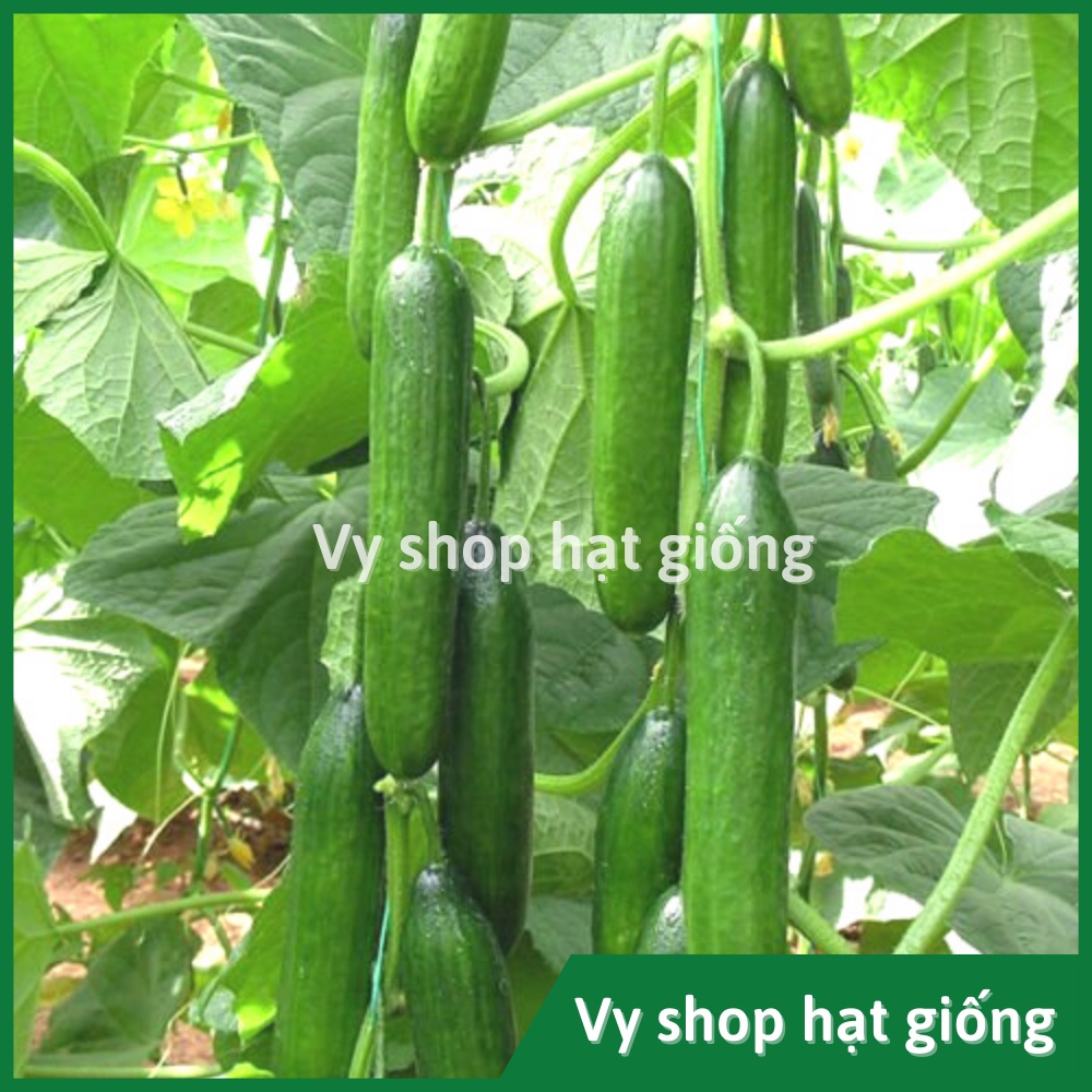 Hạt giống dưa chuột chùm tự thụ phấn  Thái Lan gói 4-5 hạt