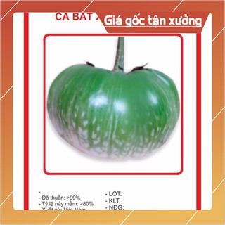 Hạt giống Cà Bát Xanh (da ếch) 1gram Hạt giống