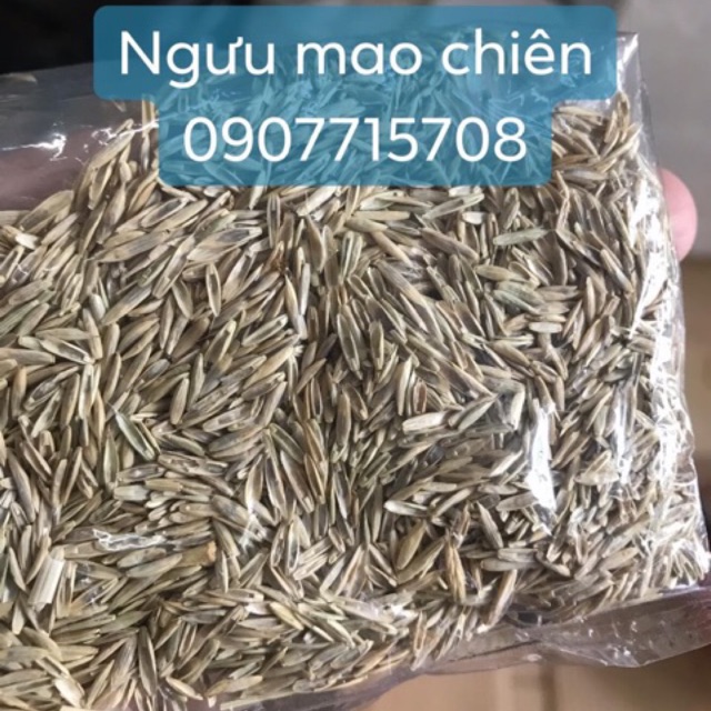 Hạt giống thủy sinh Ngưu mao chiên