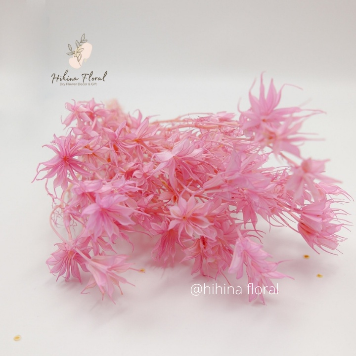 Hoa Khô Nigella Hoa Bát Giác Dùng Decor Trang Trí