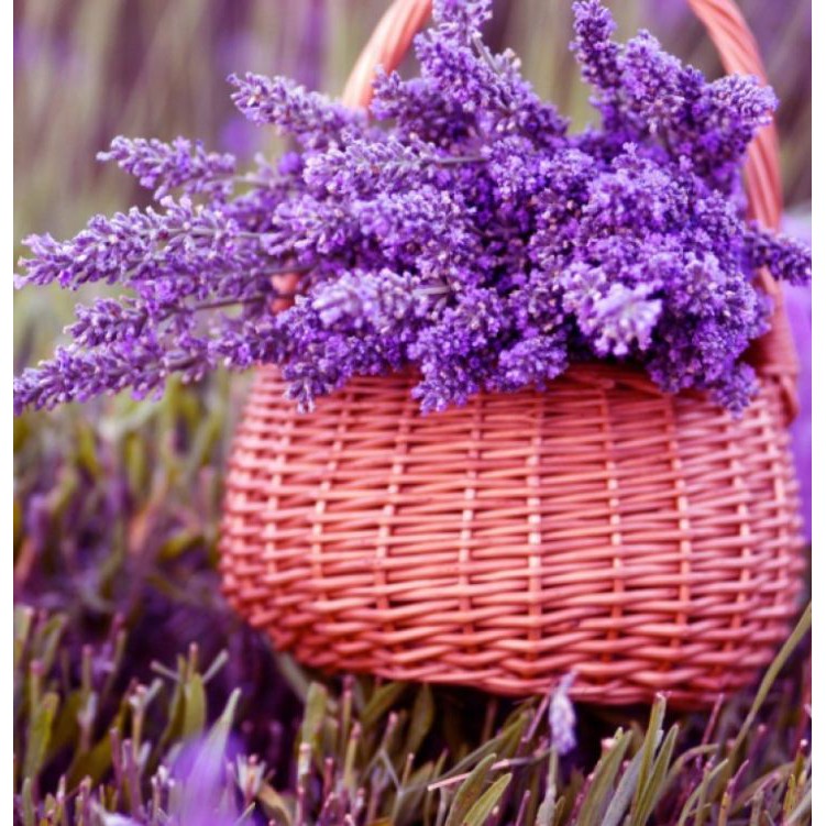 Hạt Giống Hoa Oải Hương tím ( Lavender) 50 hạt/gói