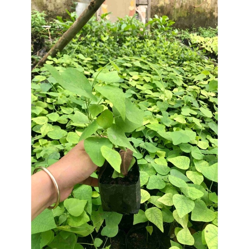 Cây giống sương sâm lông