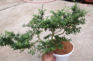 Cây Linh Sam phôi Bonsai