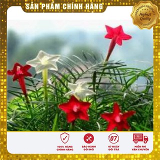 Hạt Giống Hoa Tóc Tiên( 10 hạt)