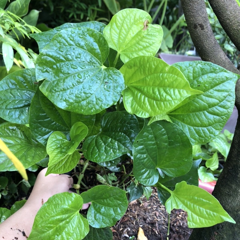 Cây Lá Lốp chậu như hình