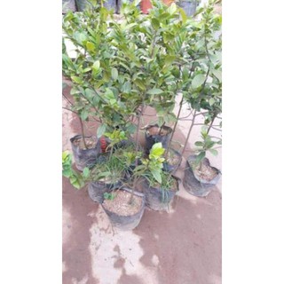 sản phẩm HOA MAI VÀNG SIÊU HÓT