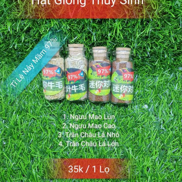 Hạt giống thủy sinh tỷ lệ nở 97%