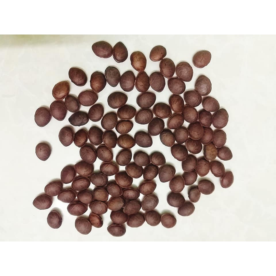 Hạt giống cây sachi