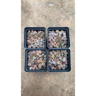 Chậu cây sen đá mông , sen thạch lan size nhỏ