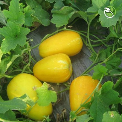 Hạt Giống Dưa Lê F1 Hồng Kim Long 383 Phú Nông- Gói 10 hạt 0.3g