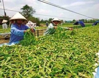 Trinh nữ hoàng cung