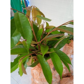 sầu riêng ri 6
