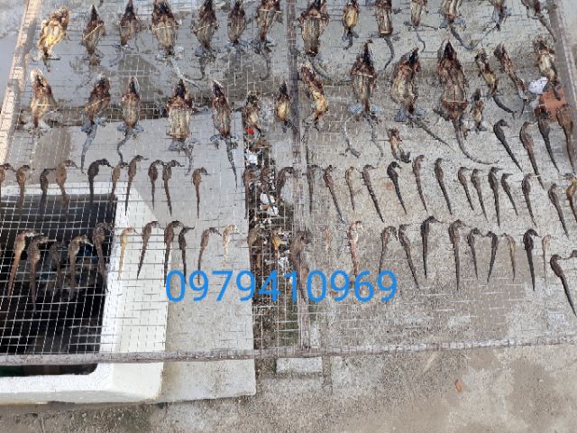 4 con cá ngựa Nha Trang loại 7-9 cm giá SIÊU Rẻ đực cái