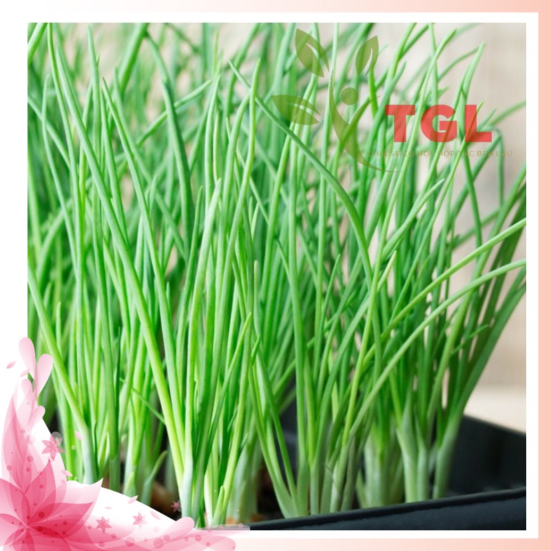Hạt Giống Hành Hương Kinh Bắc PD 119 Phú Điền, Hạt giống rau củ quả chất lượng - Gói 2gr