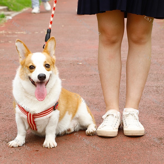 DÂY DẮT CHÓ MÈO KÈM ĐAI YẾM NGỰC - VÒNG CỔ MÈO CHÓ - DÂY XÍCH CHO THÚ CƯNG