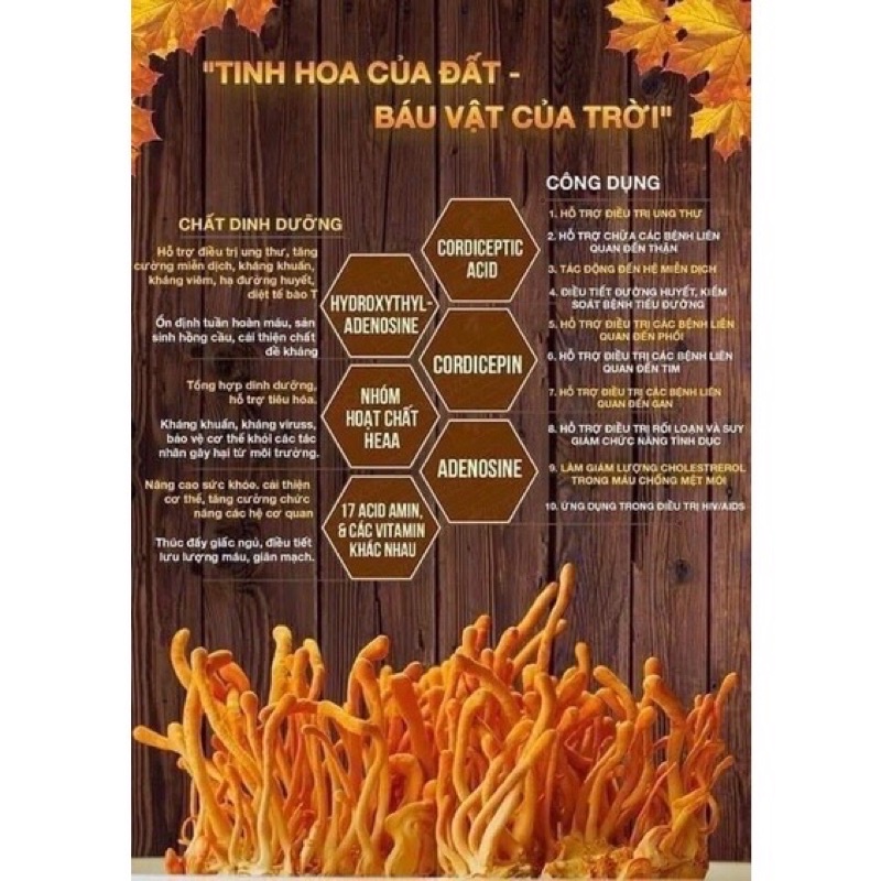 CAM KẾT CHÍNH HÃNG [ Đông Trùng Hạ Thảo Sấy Nhiệt Lọ 100gr ]
