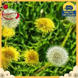 Hạt Giống Hoa Bồ Công Anh