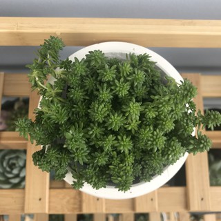 Sen đá sedum xanh (kèm chậu đất nung)