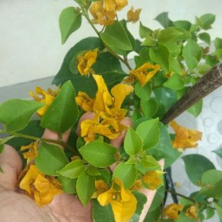 Cây 🌲 Hoa Giấy ( màu vàng ) siêu hoa Leo ♌ giàn