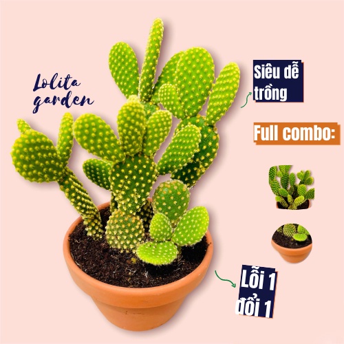 Xương rồng tai thỏ kèm chậu Đà Lạt size trung bình cây cảnh trang trí nhà cửa Lolita garden