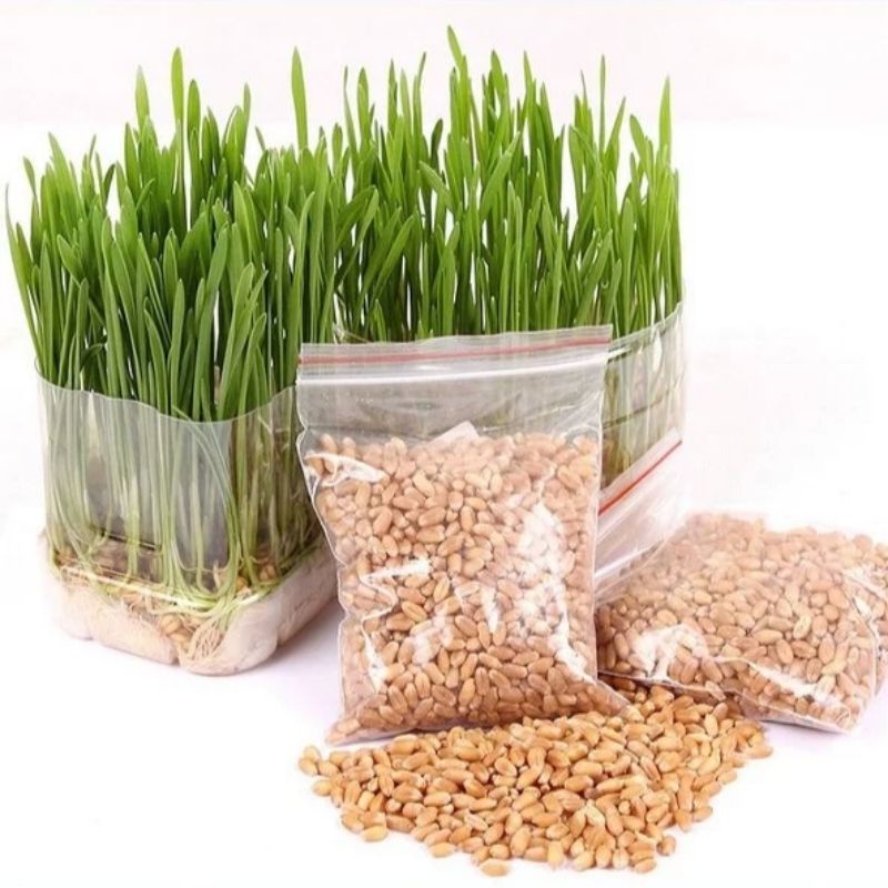 Hạt giống trồng cỏ lúa mì - Thức ăn cho mèo, hamster, thỏ...