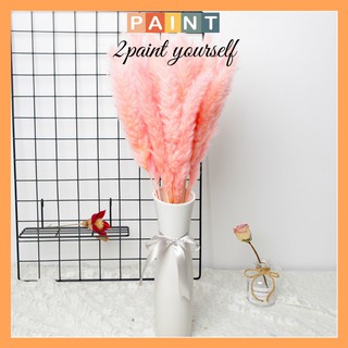 Hoa khô decor cỏ lau Pampass Grass trang trí để bàn, phụ kiện chụp ảnh đẹp