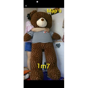 Gấu Teddy size 1m7 Mập ú, chân ngắn như hình