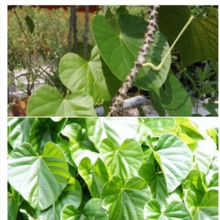 Cây thần thông khô 500gr ( dây cóc, dây kí ninh)