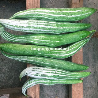 15H - HẠT GIÓNG LẶC LẦY (KHỔ QUA TÂY) XANH