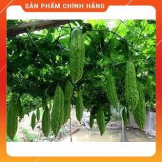 HẠT GIỐNG KHỔ QUA RỪNG