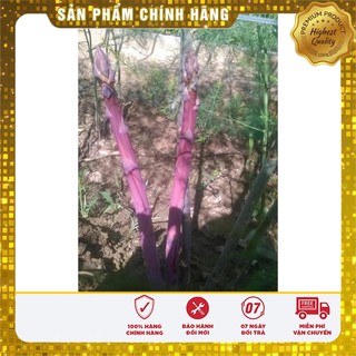 Hạt Giống Măng Tây Tím 10 hạt