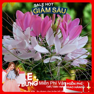 Hạt giống hoa hồng ri - 50 hạt / gói