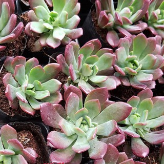 sen đá Mặt trời