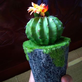 Chậu hoa sương rồng giả