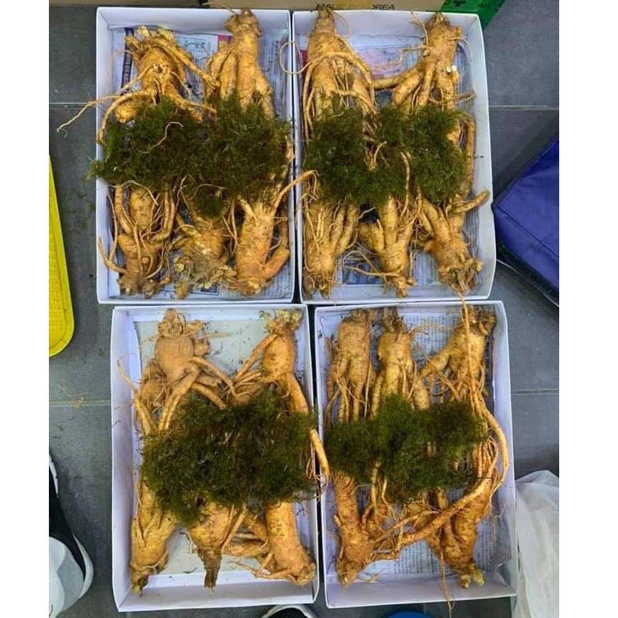 Sâm tươi HÀN QUỐC 5 củ/1kg hàng chất lượng cao (CÓ BƯU KÈM THEO) | BigBuy360 - bigbuy360.vn