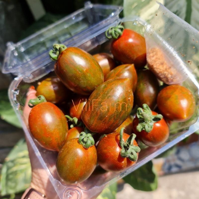 🍅🍅 CÀ CHUA SOCOLA TRỒNG TẠI ĐÀ LẠT